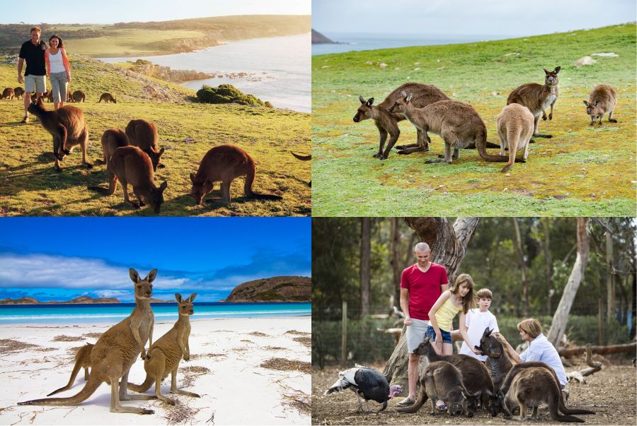 Những chú Kangaroo đáng yêu sinh sống trên đảo là điểm nhấn được đông đảo du khách yêu thích