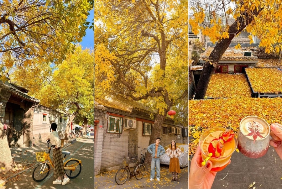 Du khách hãy check-in dưới tán ngân hạnh và nhâm nhi món ăn đường phố