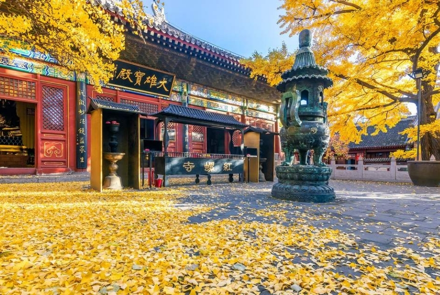 Lối vào chùa Hongluo mùa thu phủ vàng khiến khung cảnh càng thêm cổ kính