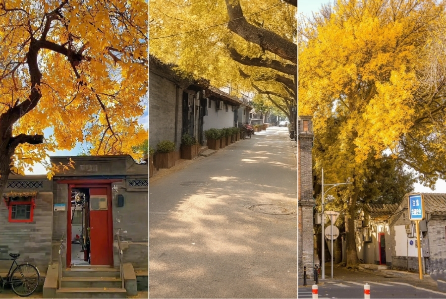 Những mái ngói cũ, tường gạch và lá thu vàng tạo nên khung cảnh lãng mạn