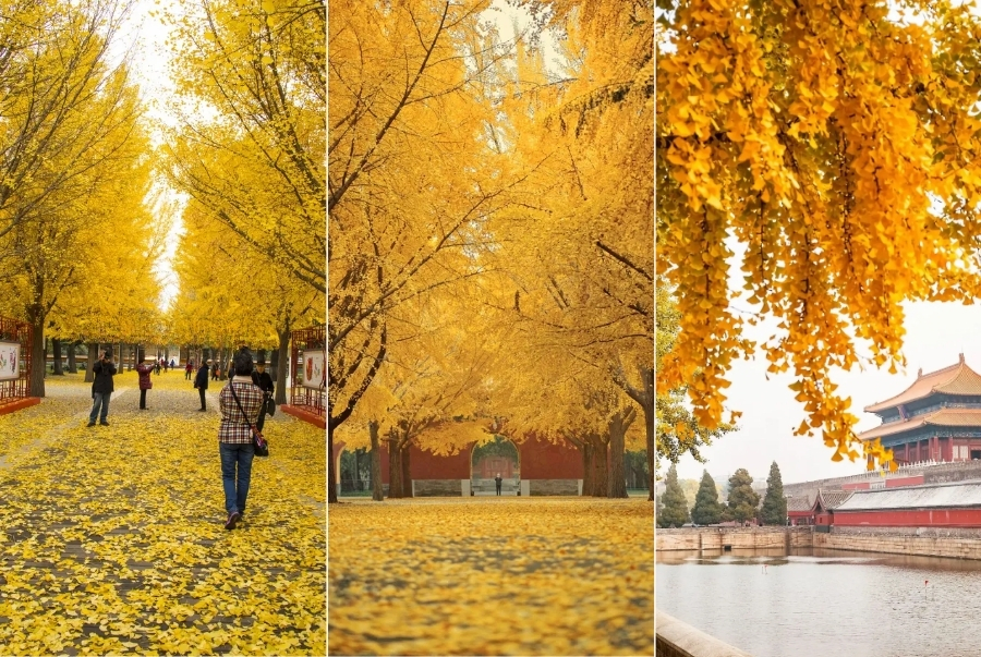 Công viên Trung Sơn mùa thu rợp sắc vàng ngân hạnh mỗi mùa thu đến