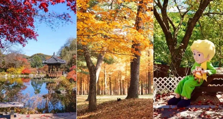 Vườn Morning Calm (Garden of Morning Calm) – Khu vườn cổ tích rực rỡ sắc màu mùa thu