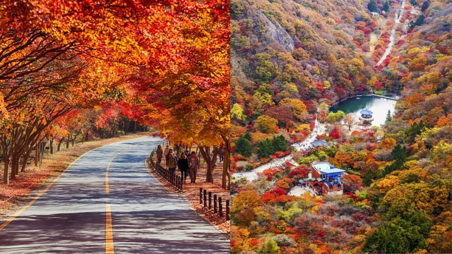 Công viên Quốc gia Naejangsan (Naejangsan National Park) – Lá phong đỏ rực rỡ nhất miền Tây Nam