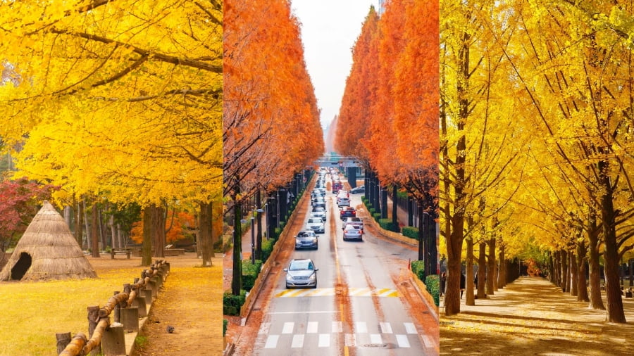 Đảo Nami (Nami Island) – Thiên đường lá phong lãng mạn bậc nhất