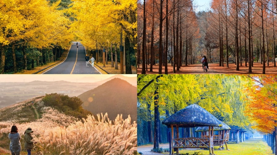 Du lịch Jeju mùa thu là một trải nghiệm không thể bỏ lỡ