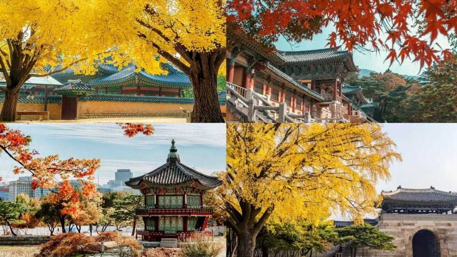 Cung điện Gyeongbokgung – Nét cổ kính hòa quyện sắc thu tráng lệ