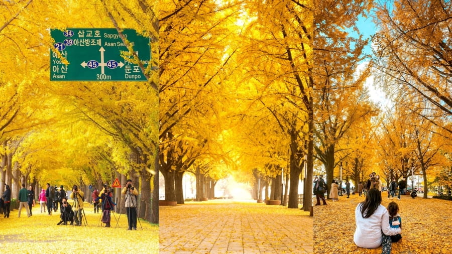Con đường Ngân Hạnh Asan (Asan Gingko Tree Road) – Đường hầm vàng óng ánh huyền ảo