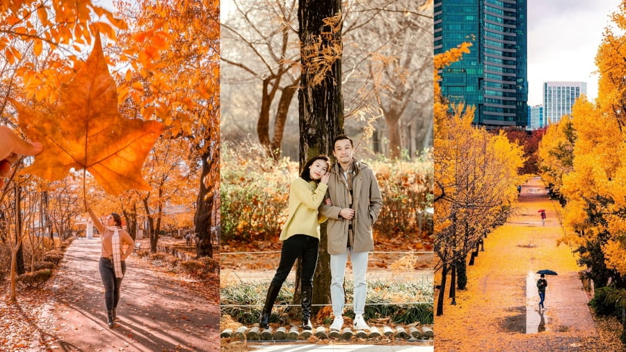 Rừng Seoul (Seoul Forest) – Lá phong đỏ rực giữa lòng thành phố sôi động