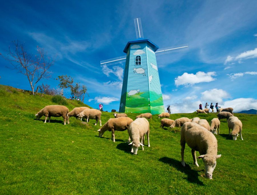 Nông trường Cingjing là điểm đến lý tưởng để tận hưởng bầu không khí mát mẻ và khung cảnh thiên nhiên xanh mướt.