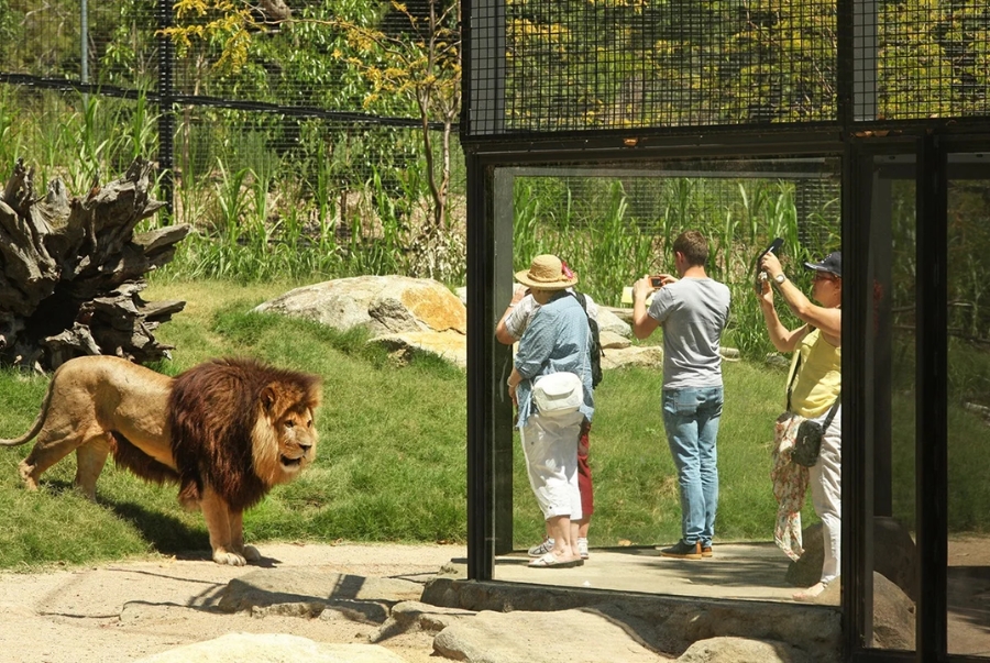 Melbourne Zoo là nơi lý tưởng để cả gia đình khám phá thế giới hoang dã