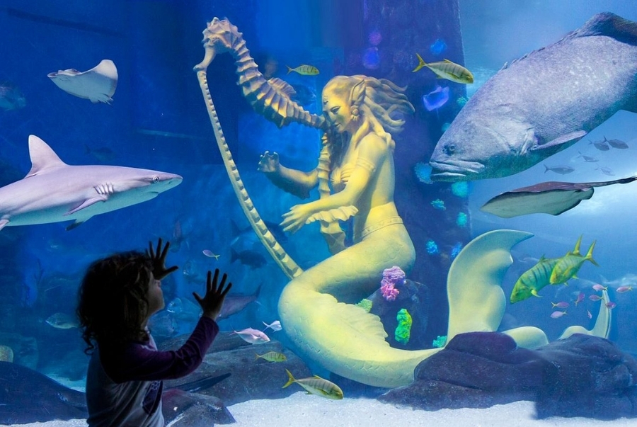 Khám phá hơn 10.000 sinh vật biển độc đáo tại SEA LIFE Melbourne