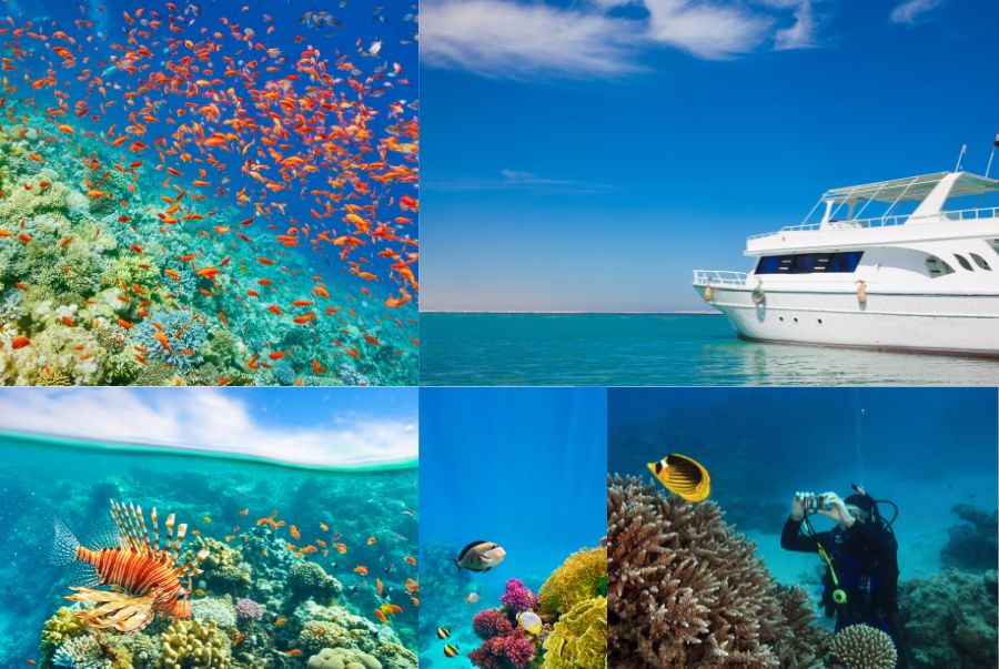 Vùng Biển Đỏ mang đến những trải nghiệm dưới nước độc đáo