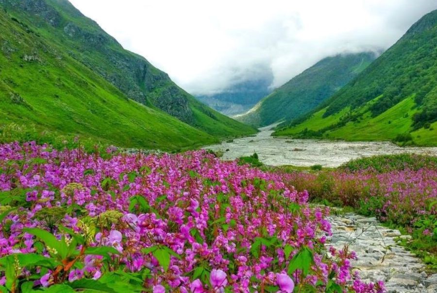 Thung lũng hoa Uttaranchal rực rỡ sắc màu giữa núi non Ấn Độ