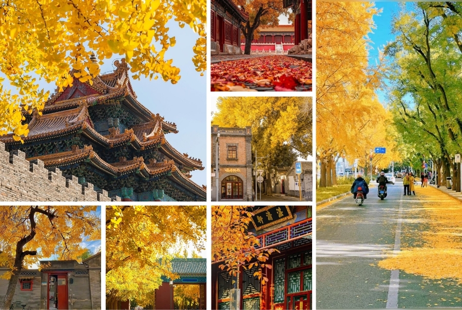 Vẻ đẹp của Bắc Kinh vào mùa thu làm xao xuyến trái tim nhiều du khách