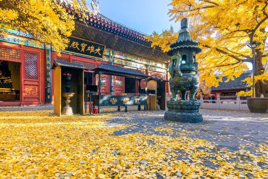 Khám phá chùa Hongluo giữa mùa thu khi lá bạch quả chuyển vàng rực