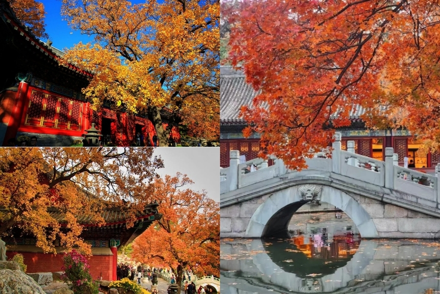 Công viên Hương Sơn mùa thu như cháy rực giữa sắc đỏ và vàng