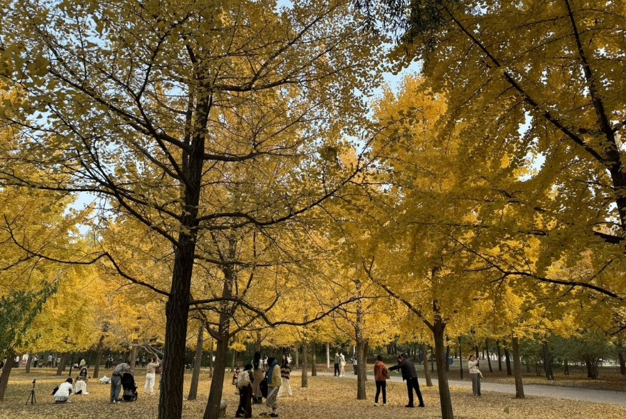 Công viên Triều Dương vào thu đẹp như một khu rừng vàng giữa lòng đô thị hiện đại