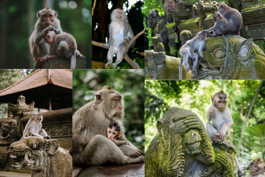 Monkey Forest hiện là ngôi nhà chung của hơn 700 cá thể khỉ đuôi dài