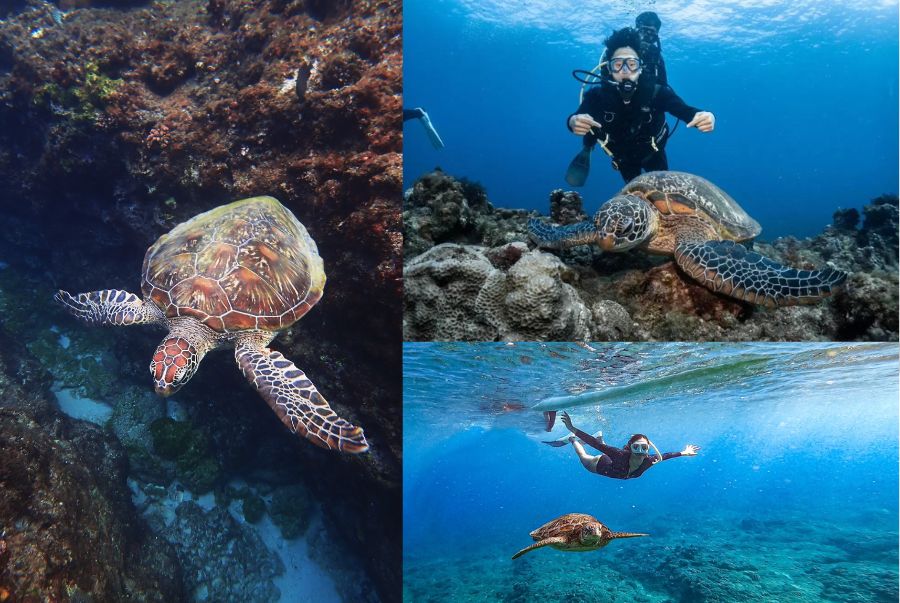 Trải nghiệm ngắm rùa biển tại Beauty Cave