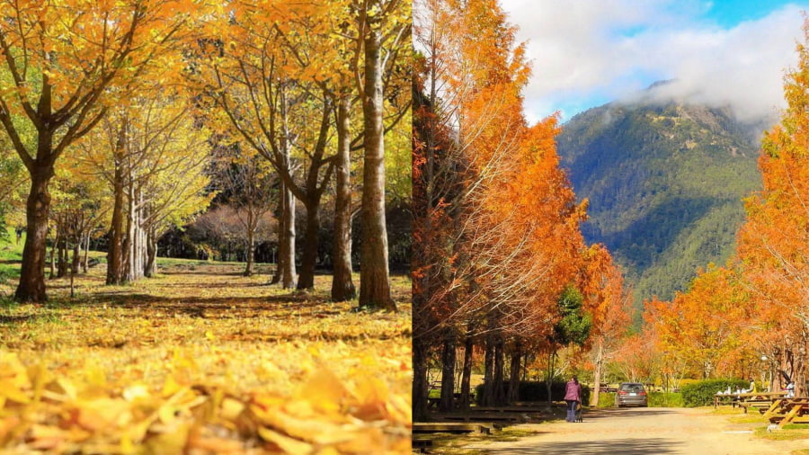 Tháng 10 được coi là tháng đẹp nhất để du lịch Đài Loan mùa thu