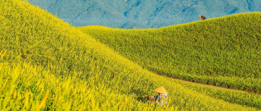 Thung lũng Hoa Đông (East Rift Valley) – Cánh đồng lúa vàng óng ả