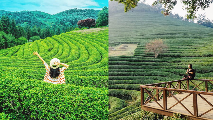 Cánh đồng trà xanh Boseong - Làn gió mát lành từ thiên nhiên