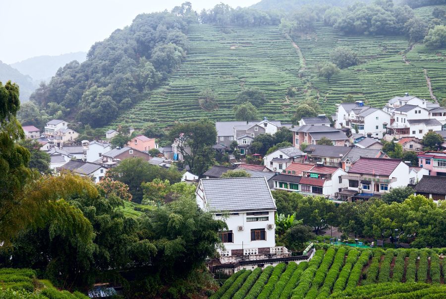 Làng trà Long Tỉnh (Longjing Village) sở hữu khung cảnh vô cùng yên bình