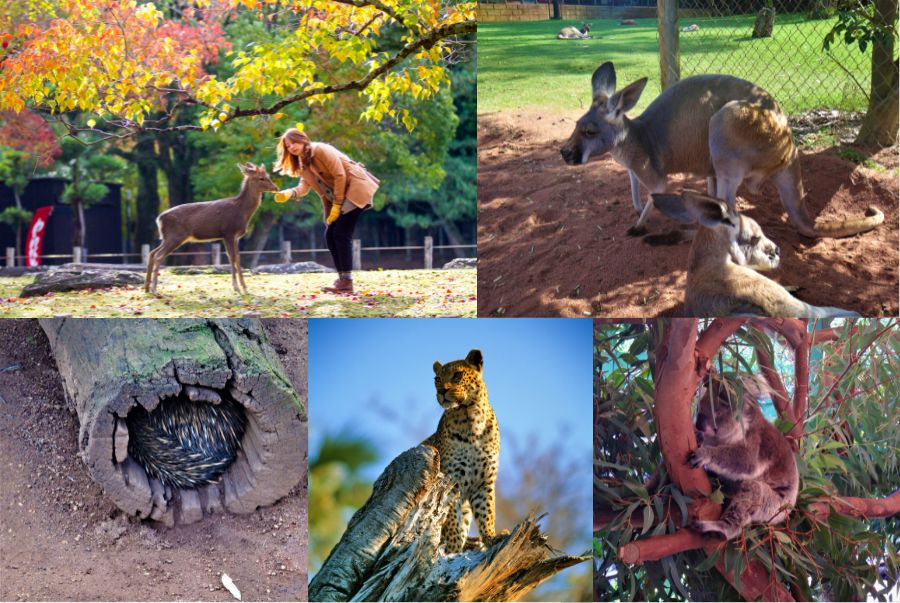 Caversham Wildlife Park mở ra cánh cửa vào thế giới thiên nhiên hoang dã đặc trưng của nước Úc