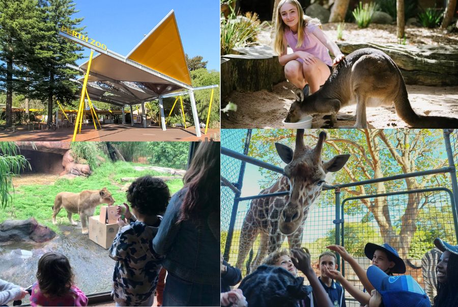 vườn thú Perth là nơi sinh sống của hơn 1.200 cá thể động vật thuộc 160 loài khác nhau