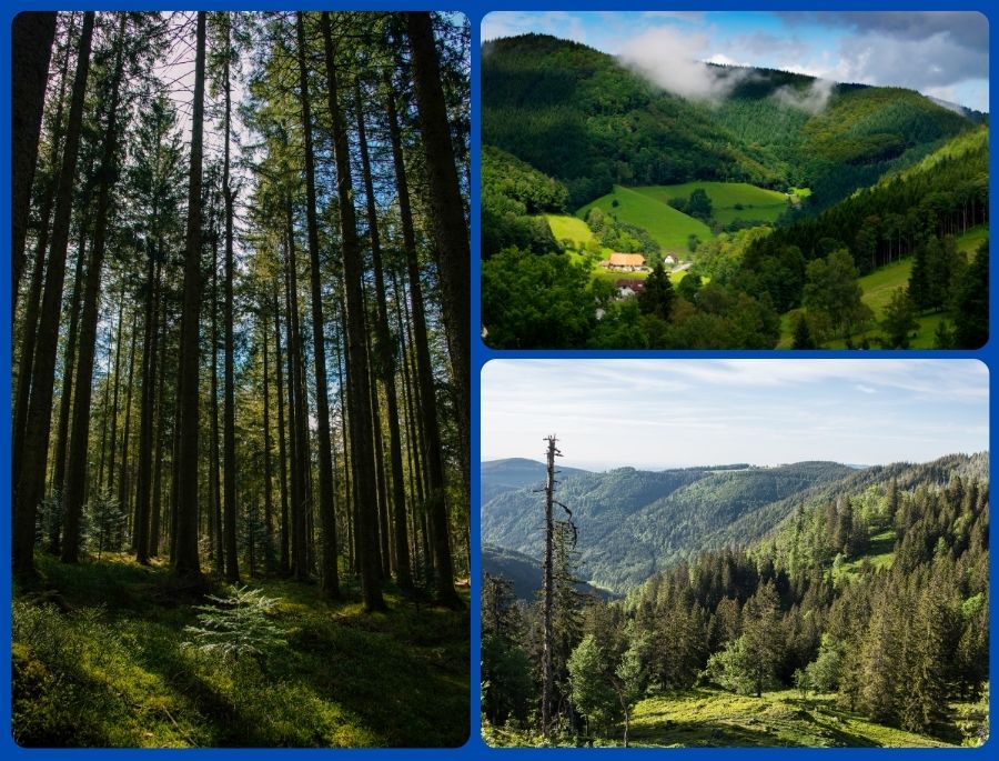 Rừng Đen là vùng núi rừng nguyên sinh huyền thoại nằm ở phía tây nam nước Đức, thuộc bang Baden-Württemberg