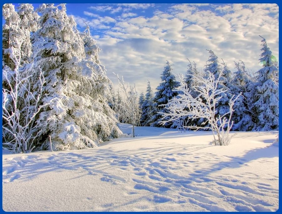 Khung cảnh tuyết trắng bao phủ lấy khu rừng, tựa như 1 thế giới cổ tích