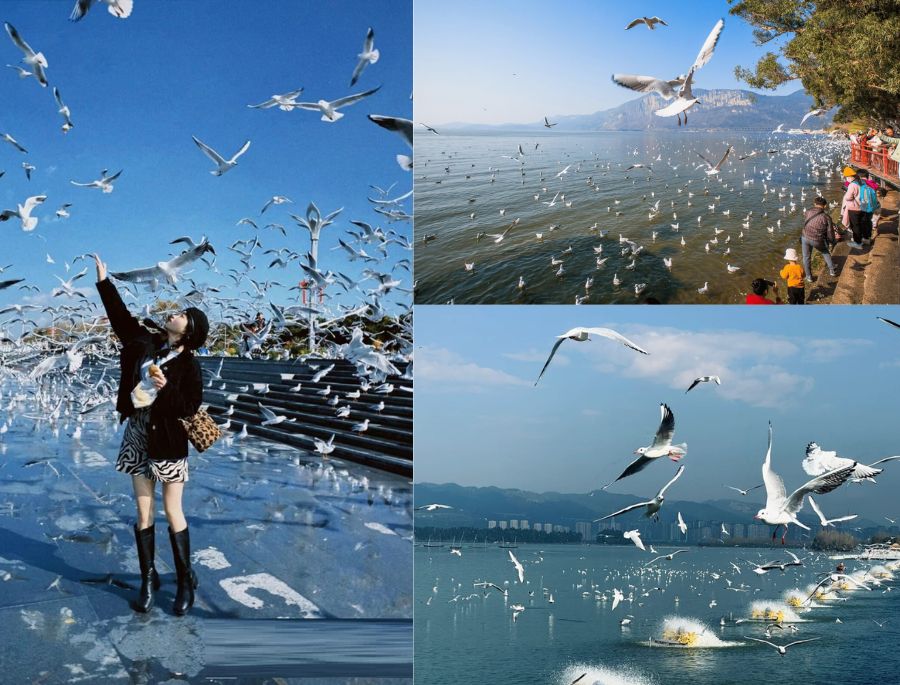 Hình ảnh du khách check in cùng những chú chim Hải Âu xinh đẹp