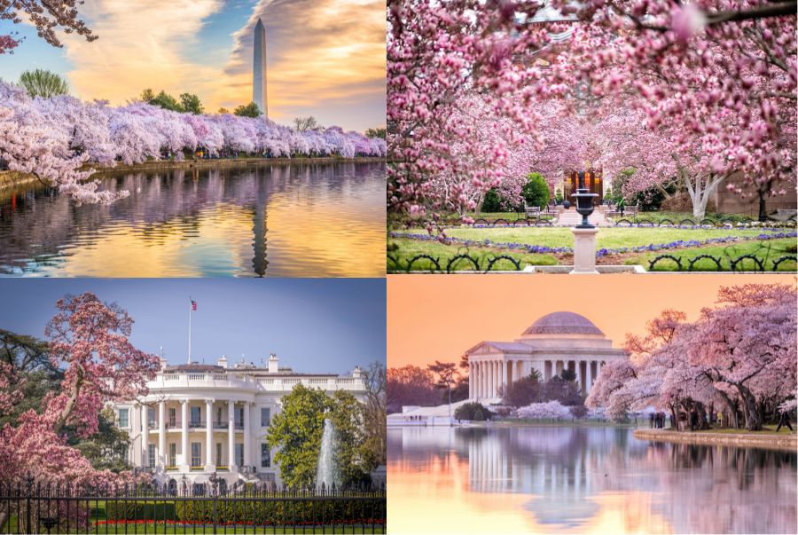 Washington D.C mùa xuân khoác lên mình diện mạo tươi mới với những bông hoa anh đào nở rộ