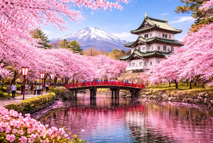 Công viên Matsumae là điểm hẹn hoa anh đào cuối mùa của Nhật Bản