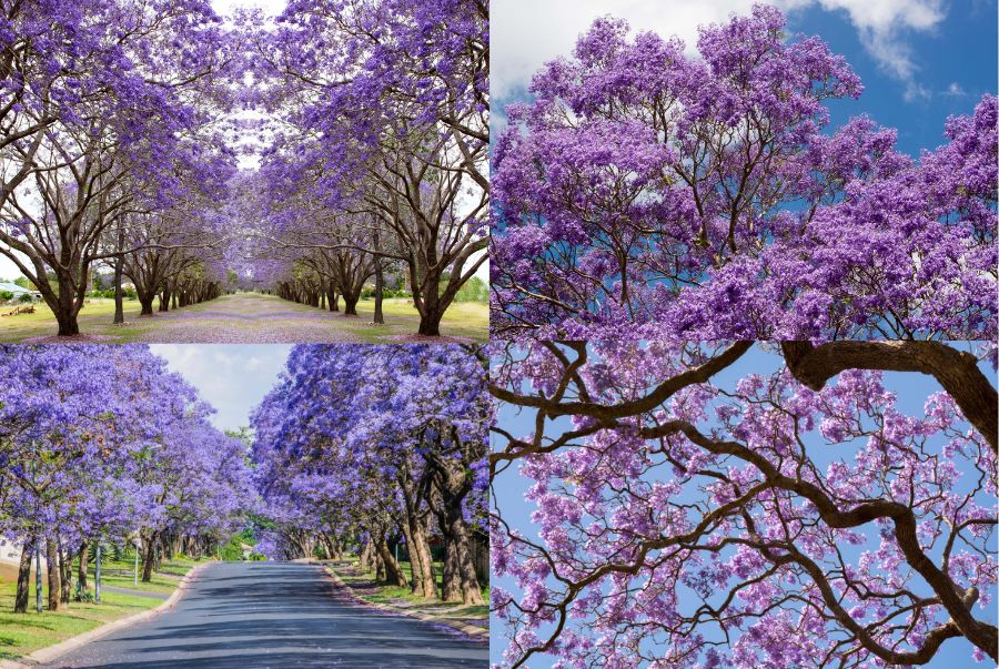 Nước Úc mùa xuân chìm đắm trong không gian mộng mơ với sắc tím bao phủ