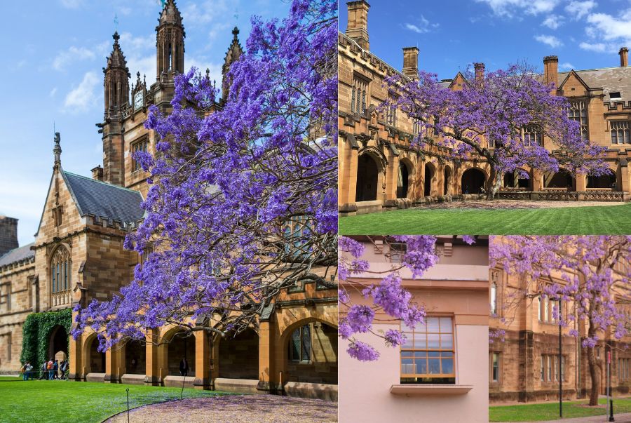 Đại học Sydney ngập tràn trong sắc tím mỗi khi mùa xuân gõ cửa