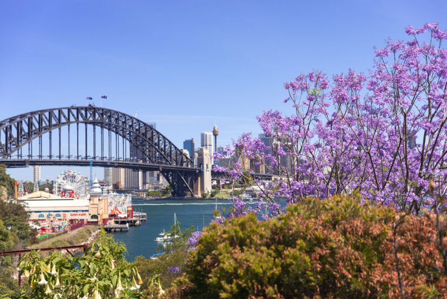 Lavender Bay là một vịnh nhỏ nằm gần trung tâm Sydney với chiếc view mùa xuân siêu đẹp