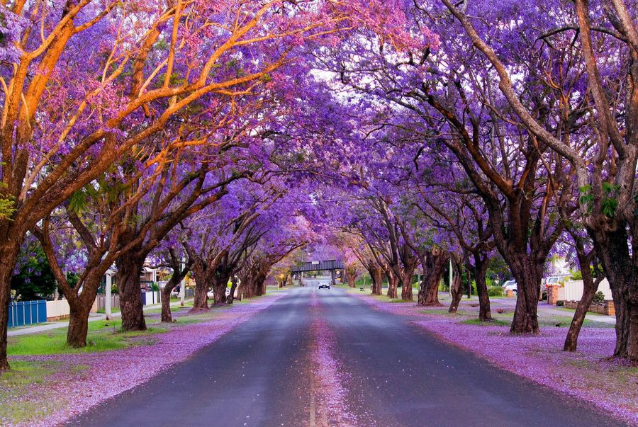 Thị trấn Grafton được mệnh danh là “thủ phủ hoa Jacaranda” của Úc