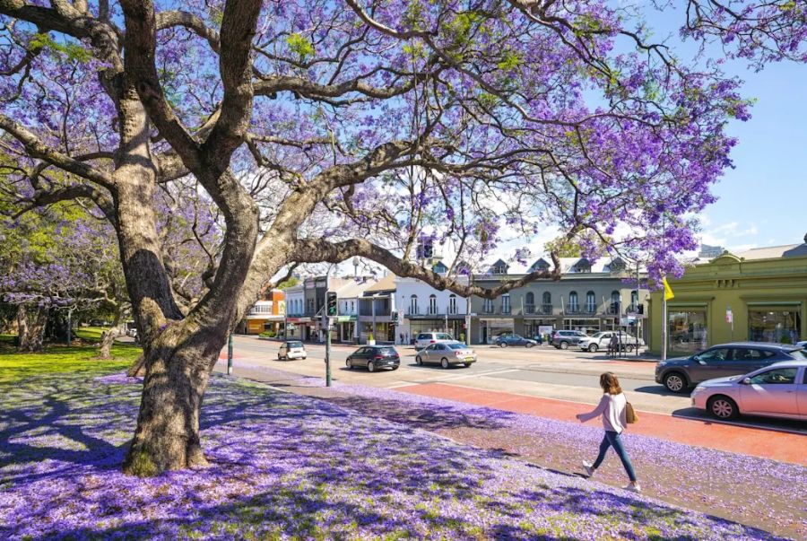 Những cây hoa phương tím đồng thời đua nở, tạo thành một tấm thảm hoa rực rỡ