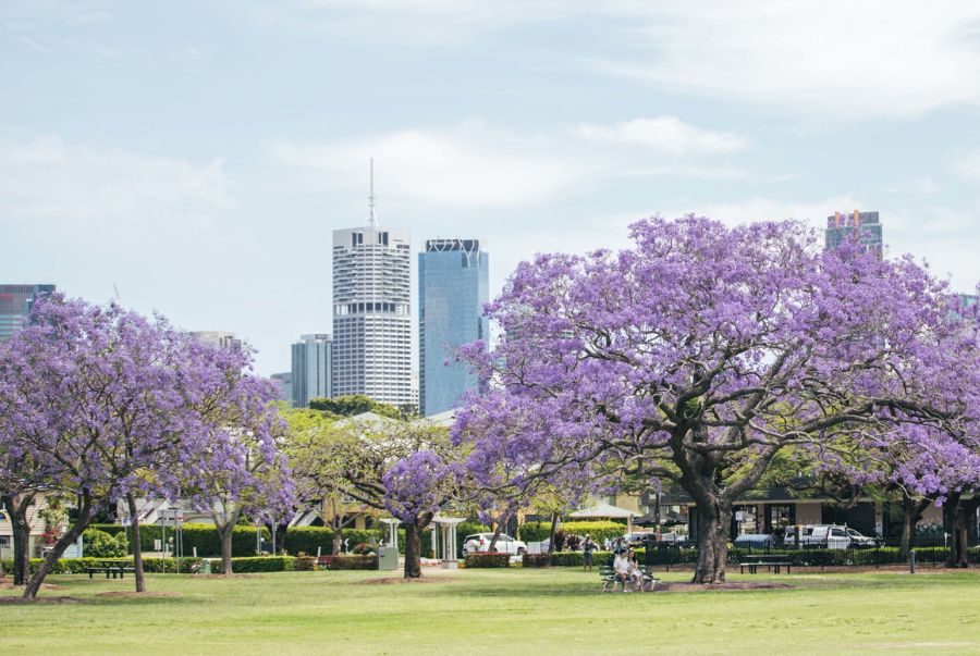 Brisbane City Botanic Gardens là khu vườn thực vật lâu đời nhất thành phố với điểm nhấn là những hàng cây phượng tím lâu đời