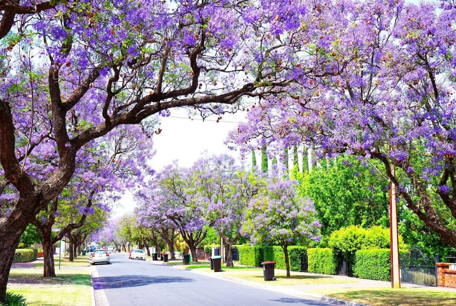 Vườn thực vật hoàng gia Melbourne là khu vườn thực vật nổi tiếng nhất thế giới với những hàng cây Jacaranda mọc 2 lối đi