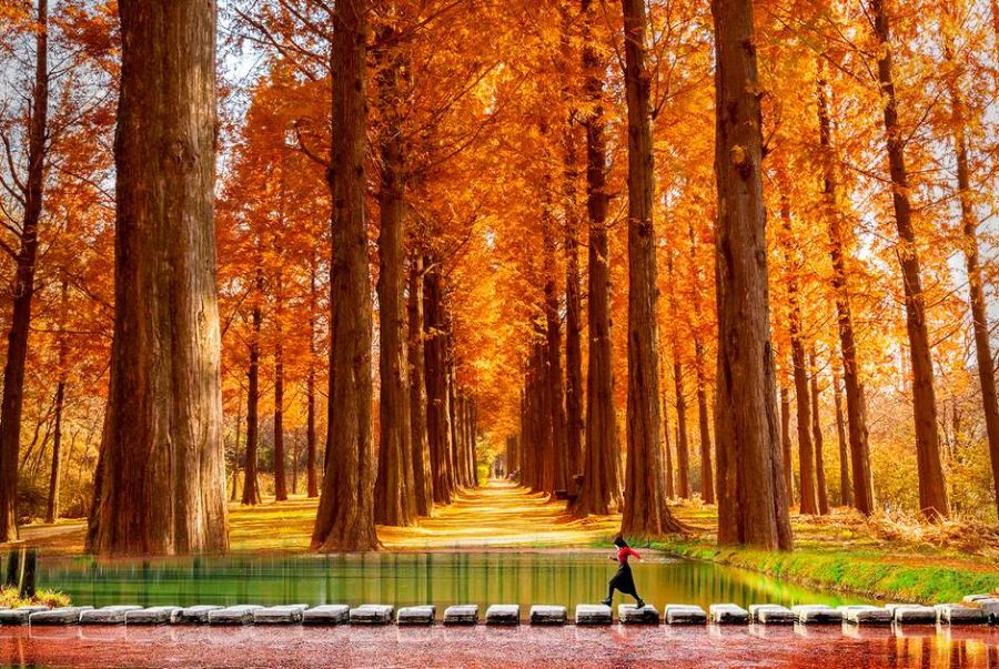 Đường cây Metasequoia ở Damyang là một điểm đến biểu tượng của du lịch Hàn Quốc mỗi độ thu về