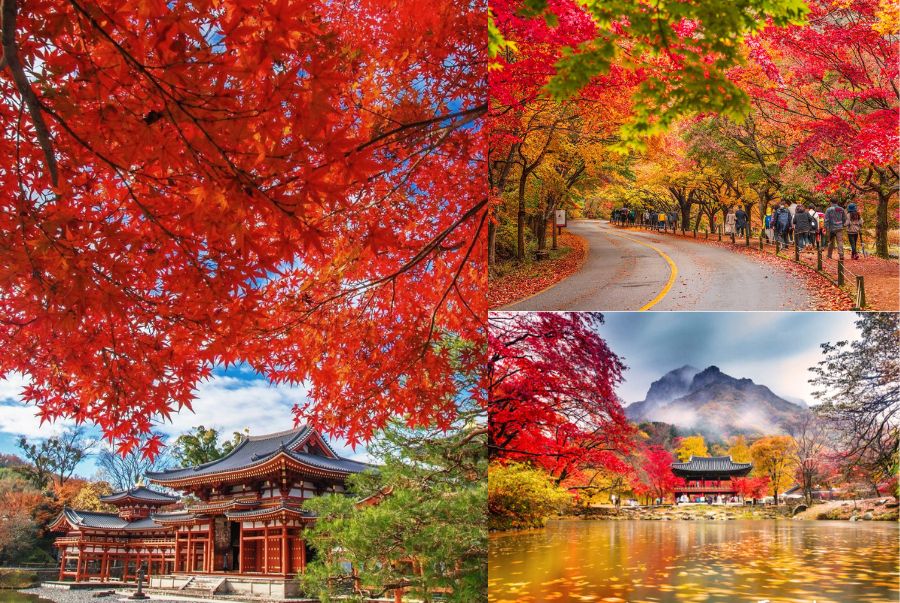 Lá đỏ phủ kín khắp ngọn núi Naejangsan