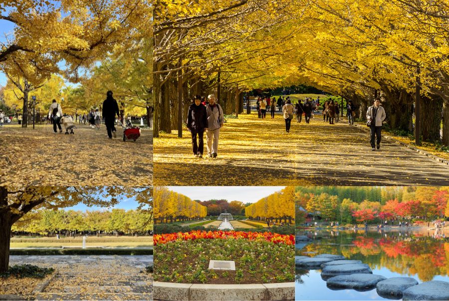 công viên Showa Kinen là một trong những công viên quốc gia lớn nhất Tokyo