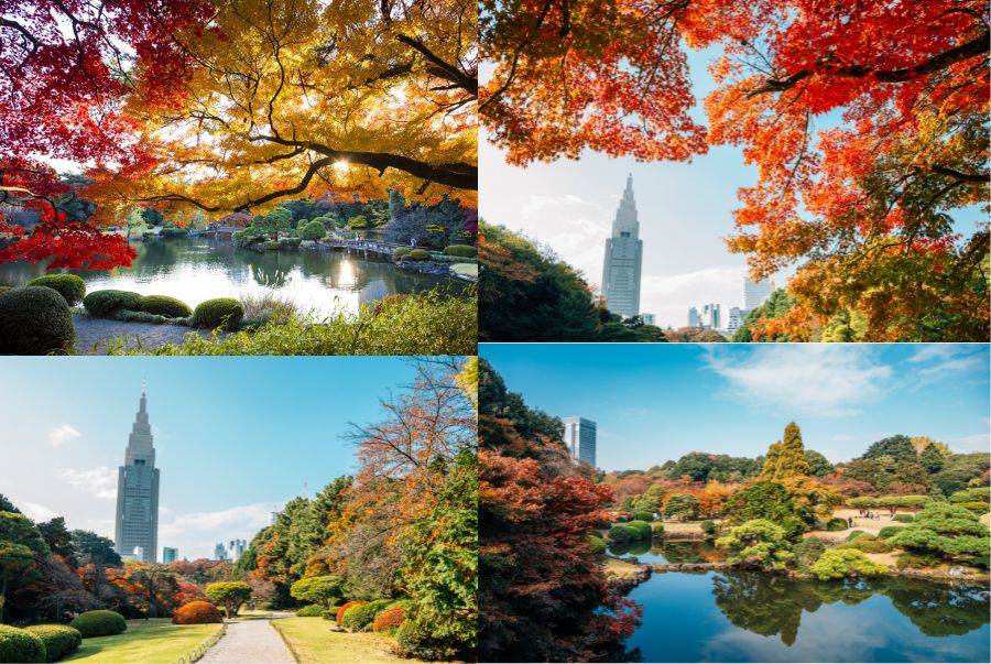 Shinjuku Gyoen là một trong những công viên nổi tiếng và đẹp nhất Tokyo vào mùa thu