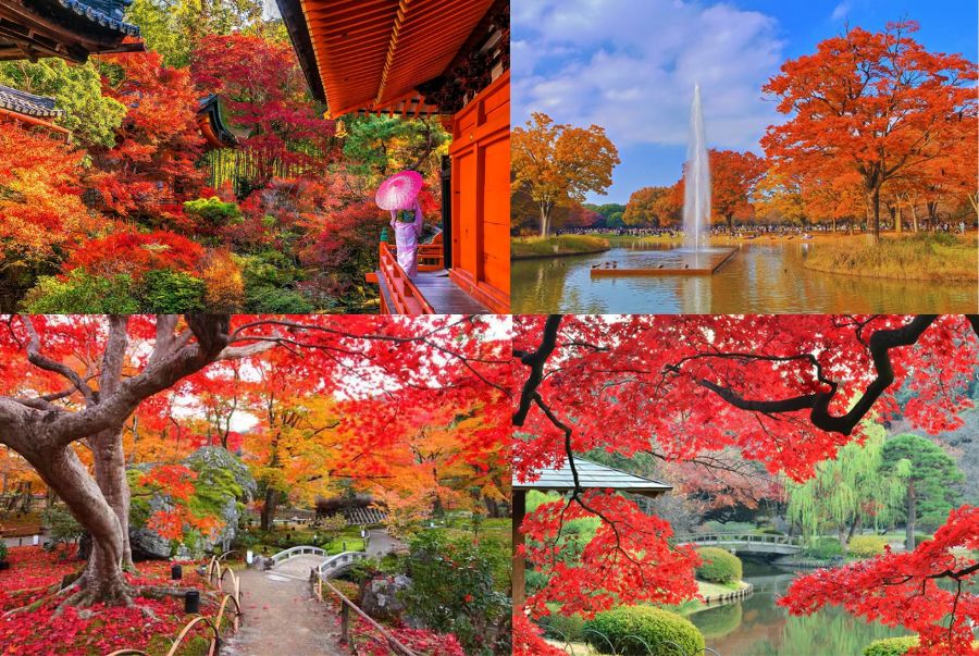 Công viên Yoyogi sở hữu không gian thơ mộng với những tán cây rộng lớn cùng nhiều lối đi rợp bóng cây