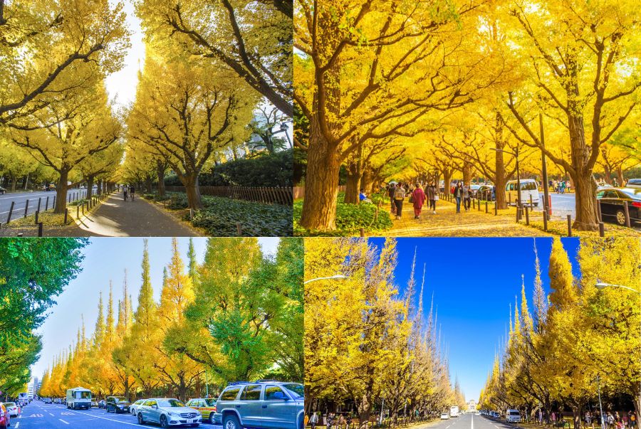 Đại lộ Icho Namiki là một trong những điểm đến mùa thu được yêu thích nhất tại Tokyo