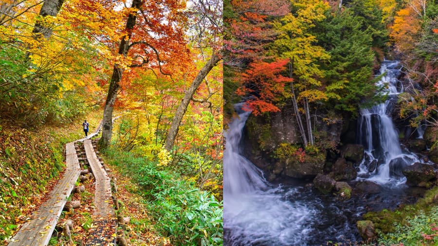 Cao nguyên Oze - Vẻ đẹp thanh bình của đồng cỏ mùa thu