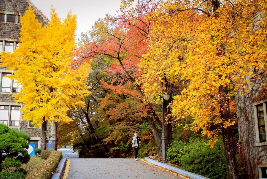 Sắc thu lãng mạn nhuộm vàng đỏ cả khuôn viên Đại học Yonsei.