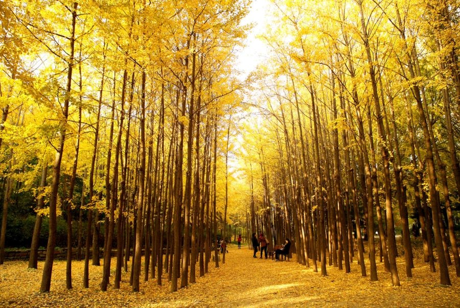 Seoul Forest vào mùa thu là địa điểm được các tín đồ “sống ảo” săn đón